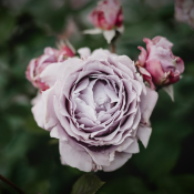 Rose-bianche-1-1536x1024